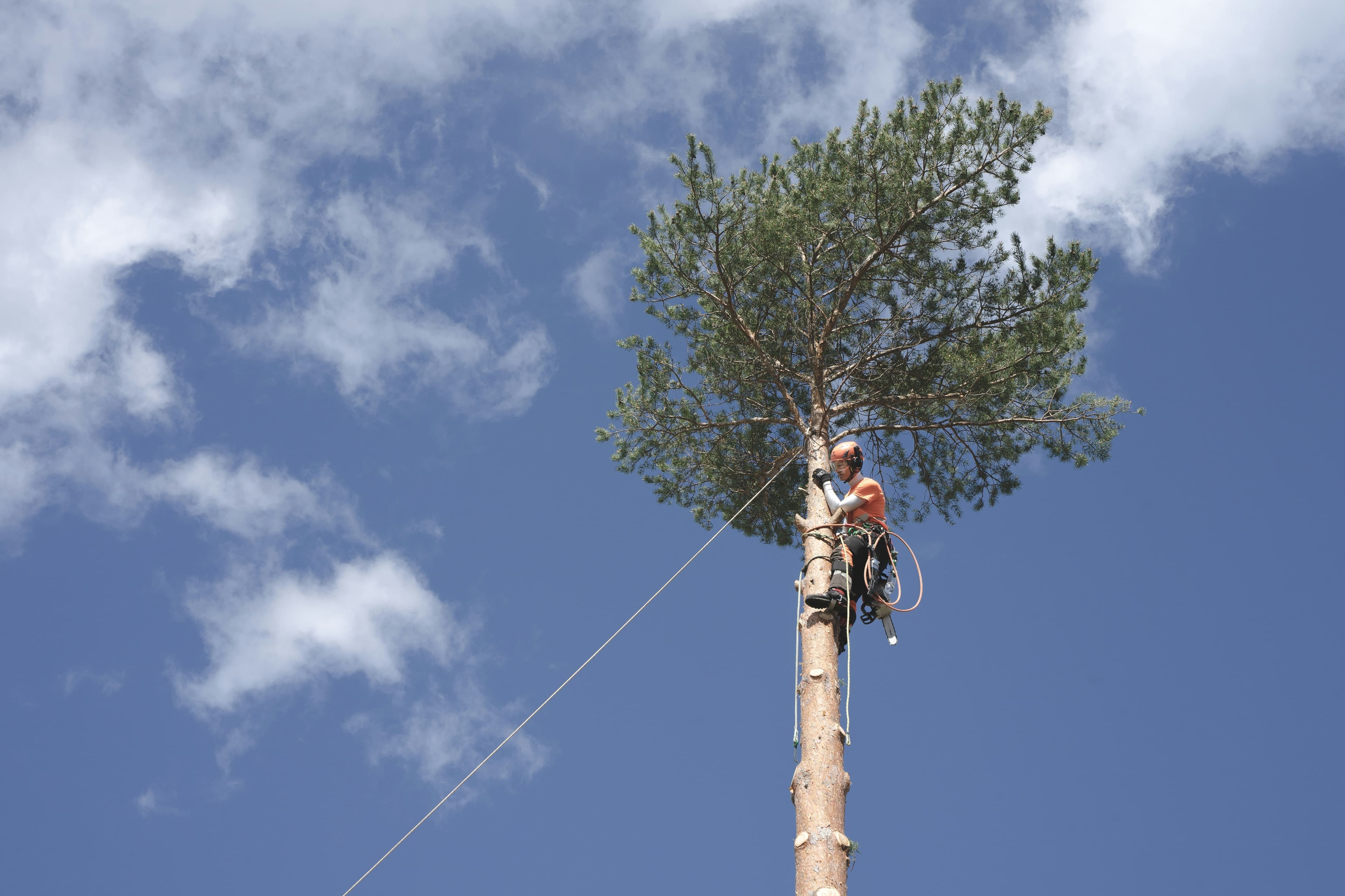 Larsen Skogservice — skog og hogst